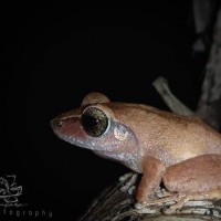 Pseudophilautus schneideri Meegaskumbura, M. & Manamendra-Arachchi, K., 2011